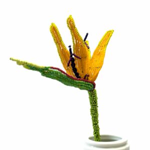 Střelície královská